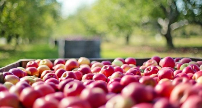 Arboles y cesta de manzanas