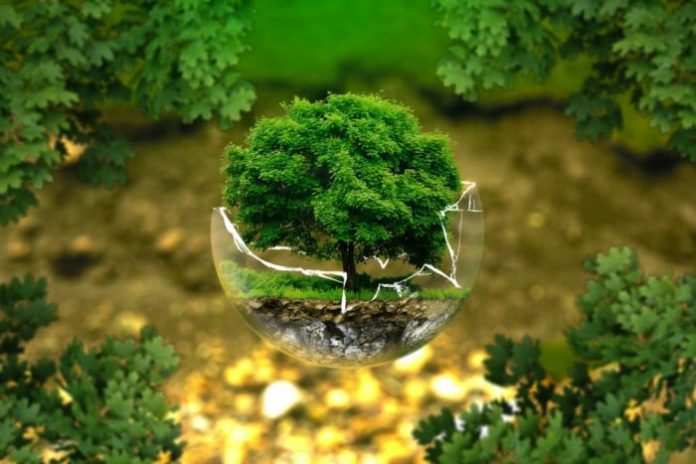 Árbol miniatura en bola de cristal rota
