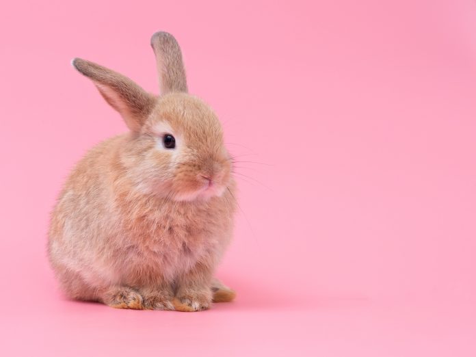 Conejo con pared de fondo rosada