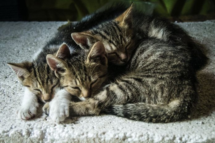 Gatos durmiendo en alfombra gris