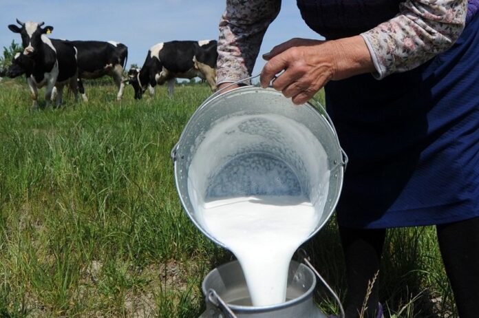 Granja con vacas, persona con envase de aluminio con leche