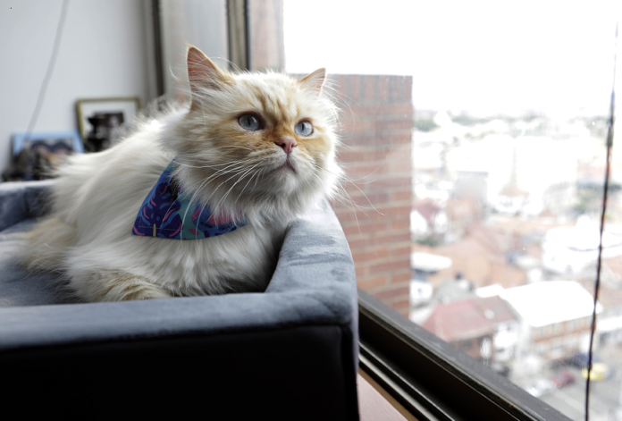 Gato sentado en un sofá observando por la ventana