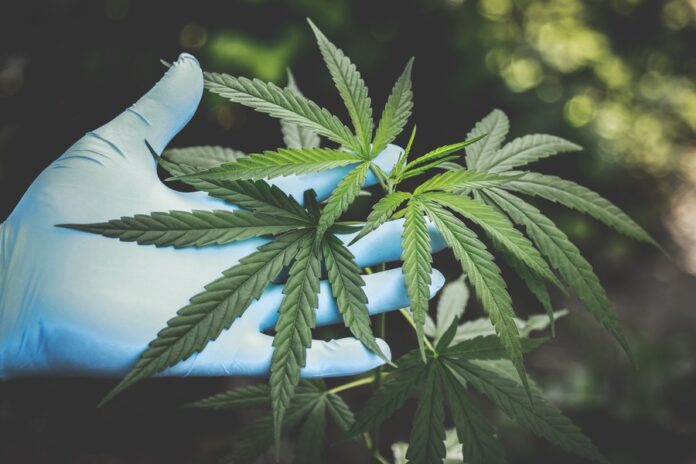 Mano sosteniendo planta de cannabis