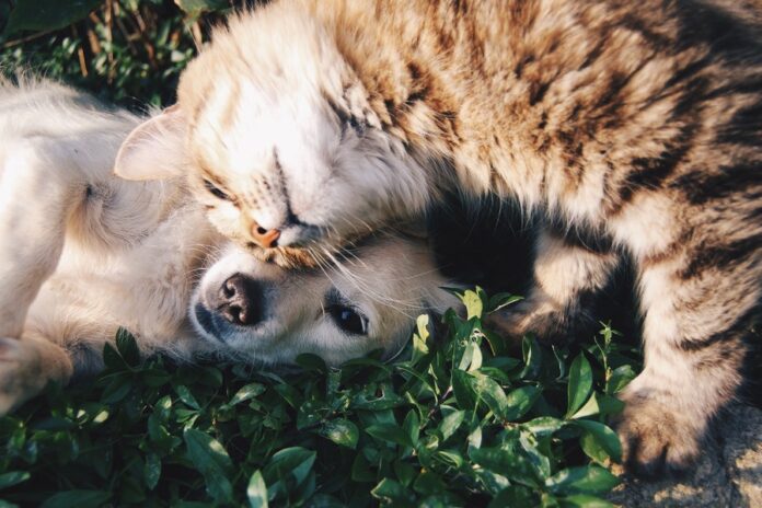 Gato y perro en un jardín
