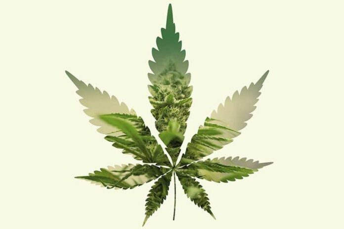 marihuana cannabis