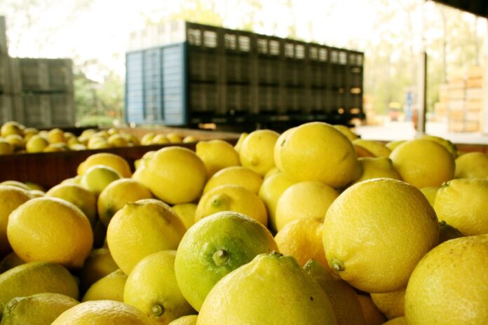 producción de Limones