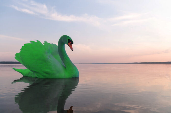 cisne verde