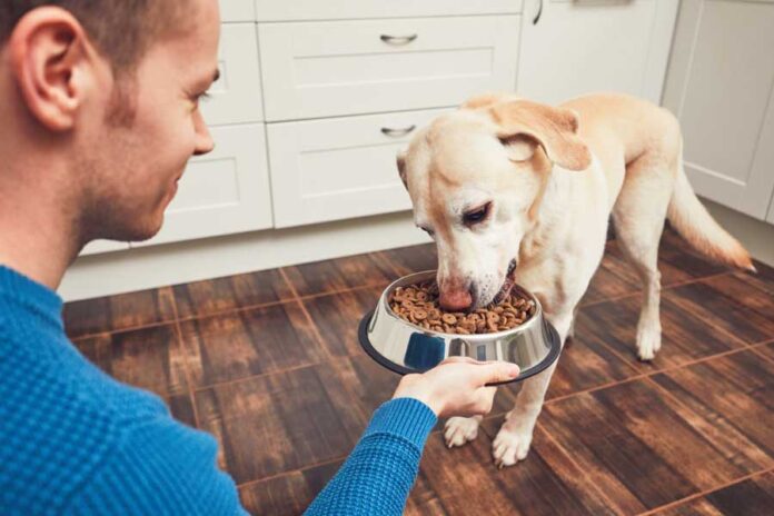 perrito comiendo alimento para perros