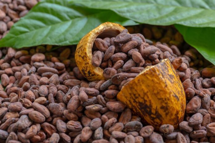 cacao- Pacari