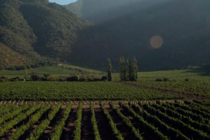 Sustentabilidad y biodiversidad en la industria vitivinícola