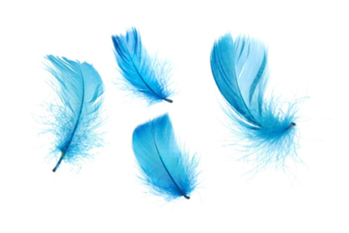 plumas azules que hacen referencia a los pajaritos de Twitter
